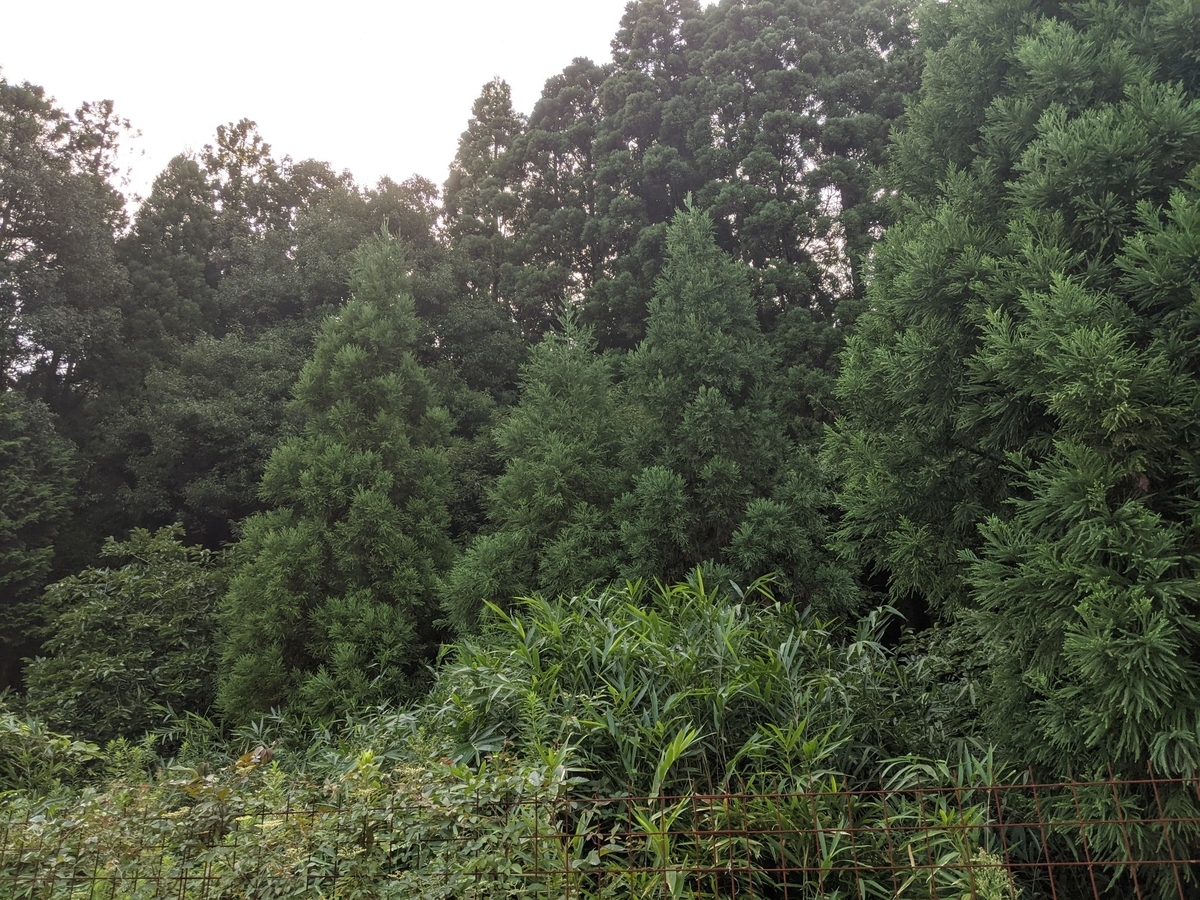 f:id:smoglog:20210827174227j:plain