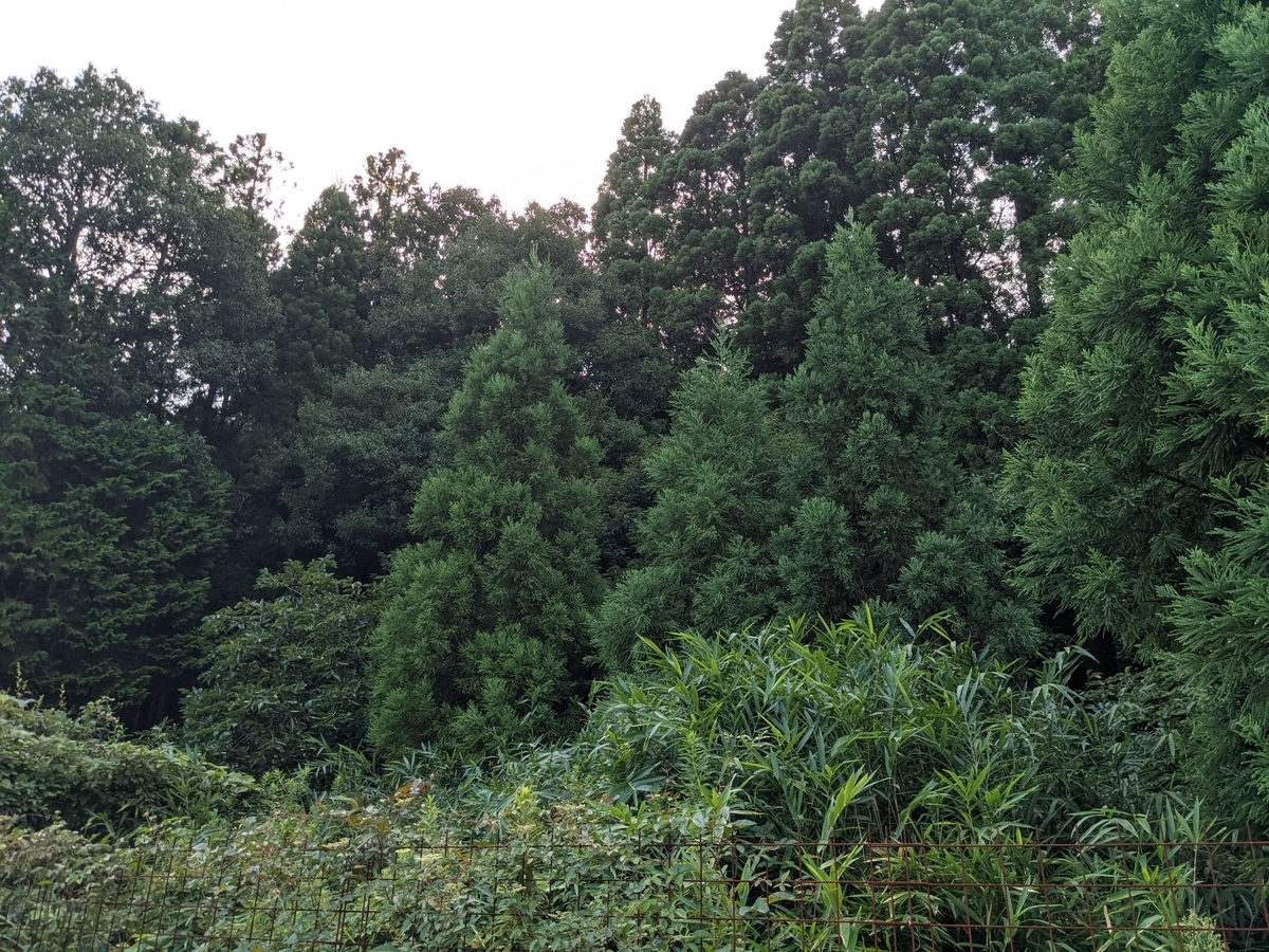 f:id:smoglog:20210827174232j:plain