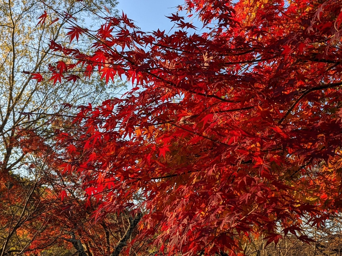 f:id:smoglog:20211129125738j:plain