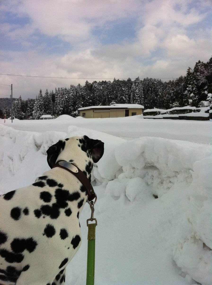 f:id:smoglog:20220207220111j:plain