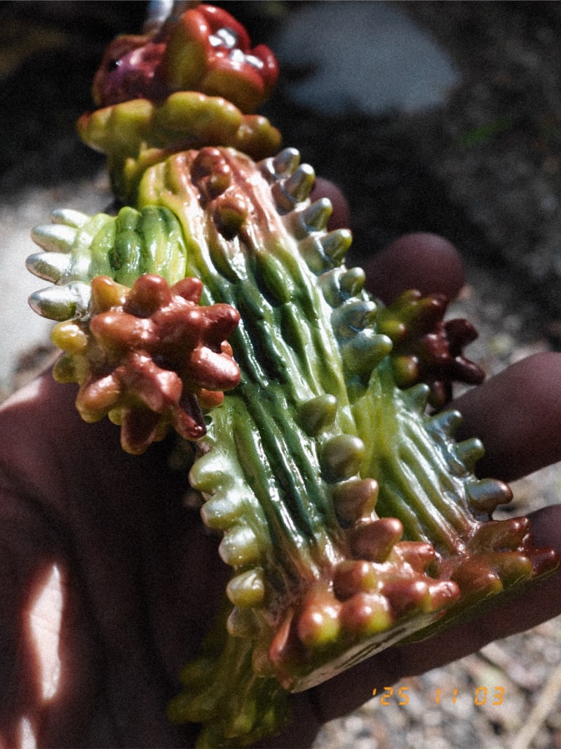 ぶたのはな / サボテンダー［若草色］〈+Eng sub〉 - smogbom