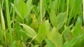 深泥池