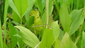 深泥池