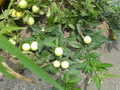 20080705131347