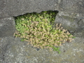 20080718113748