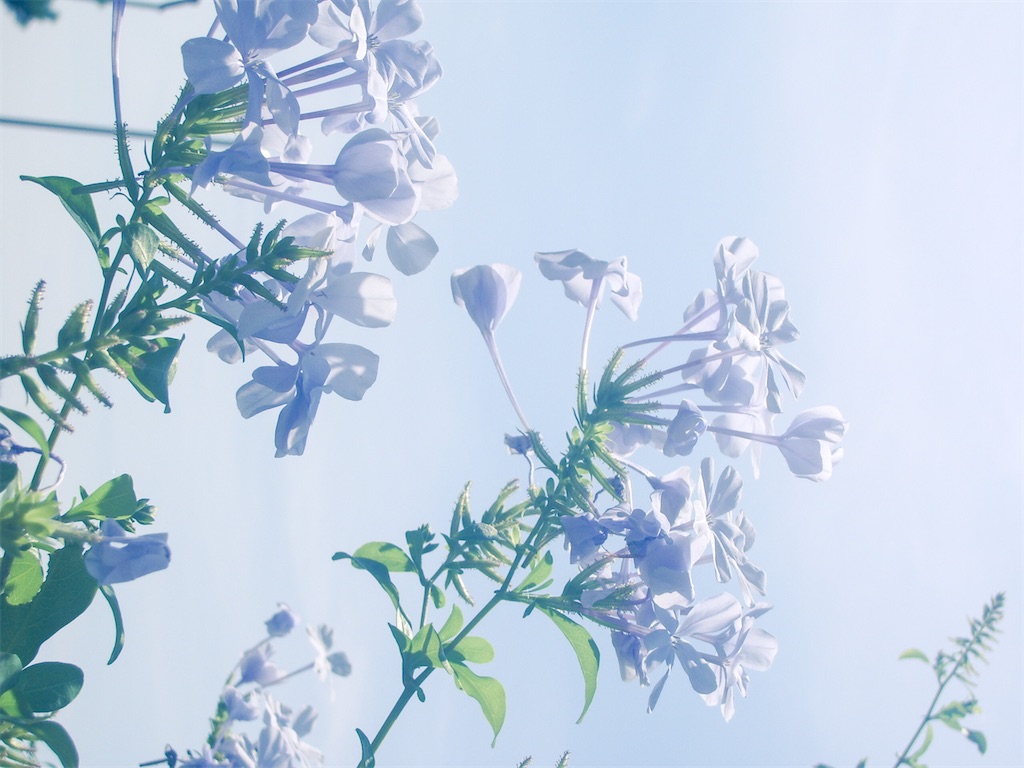 f:id:smr-camera:20220803021933j:image f:id:smr-camera:20220803021933j:image