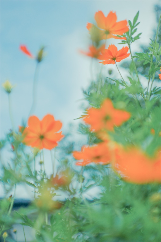 f:id:smr-camera:20220823160438j:image f:id:smr-camera:20220823160438j:image