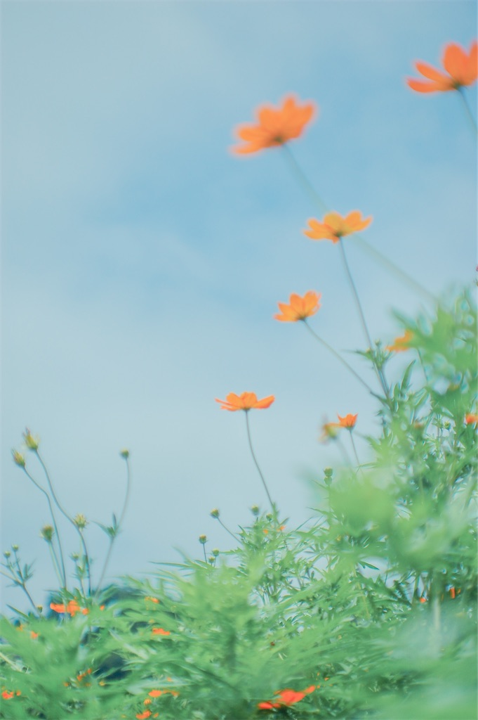 f:id:smr-camera:20220823160452j:image f:id:smr-camera:20220823160452j:image