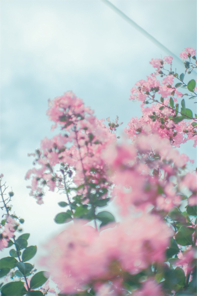 f:id:smr-camera:20220823160501j:image f:id:smr-camera:20220823160501j:image