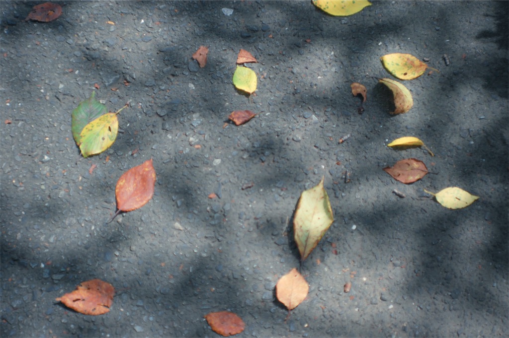 f:id:smr-camera:20220823161058j:image f:id:smr-camera:20220823161058j:image