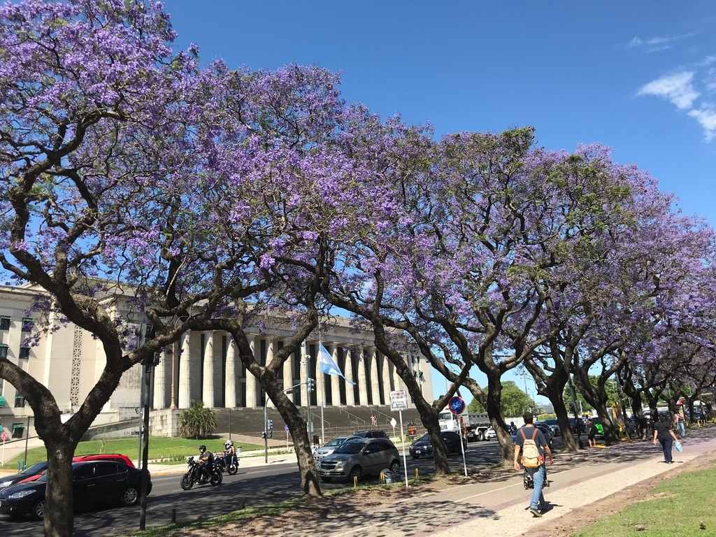 南米の桜 ハカランダについて ブエノスアイレスにて