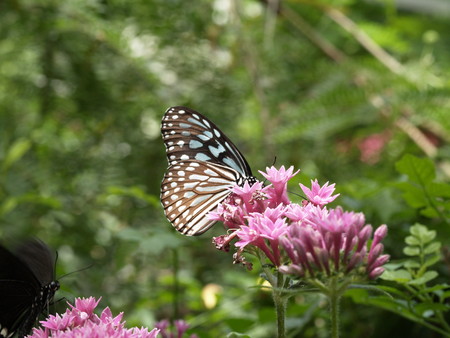 f:id:sn1nsmr:20080601103812j:image