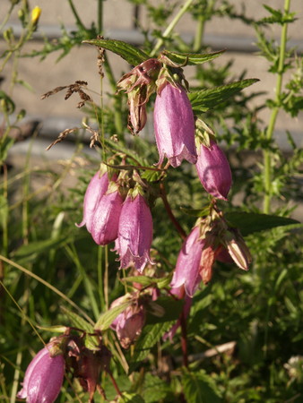 f:id:sn1nsmr:20080807060143j:image