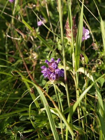 f:id:sn1nsmr:20080807061604j:image