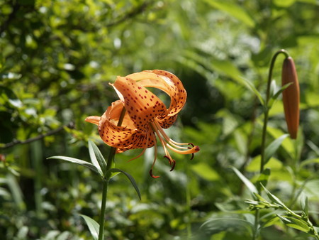 f:id:sn1nsmr:20080807095451j:image