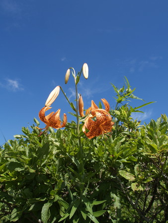 f:id:sn1nsmr:20080807095550j:image