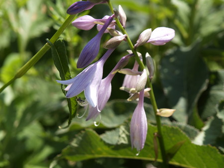 f:id:sn1nsmr:20080807100538j:image