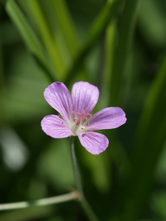 f:id:sn1nsmr:20080807101237j:image