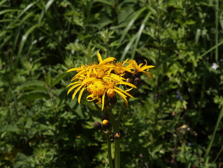 f:id:sn1nsmr:20080807101455j:image