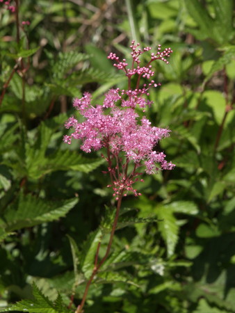 f:id:sn1nsmr:20080807101801j:image