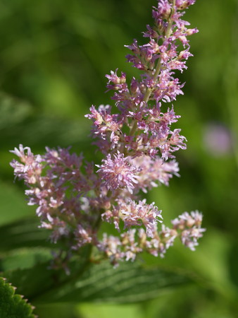 f:id:sn1nsmr:20080807102310j:image