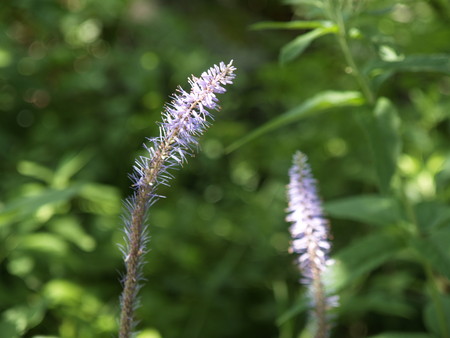 f:id:sn1nsmr:20080807102354j:image