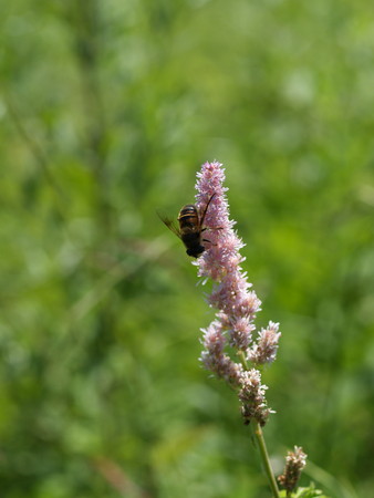 f:id:sn1nsmr:20080807102403j:image