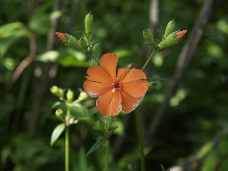 f:id:sn1nsmr:20080807102410j:image