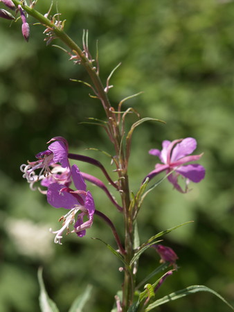 f:id:sn1nsmr:20080807102613j:image