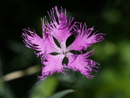 f:id:sn1nsmr:20080807102912j:image