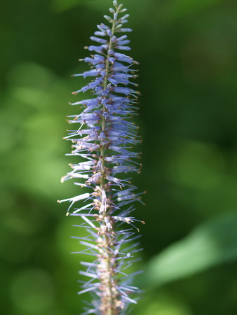f:id:sn1nsmr:20080807103236j:image