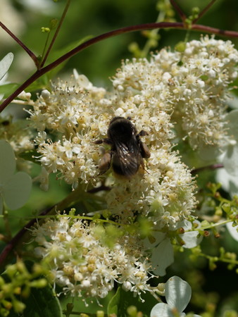f:id:sn1nsmr:20080807103315j:image