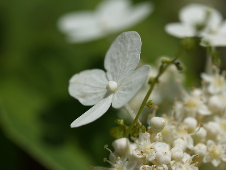 f:id:sn1nsmr:20080807103345j:image