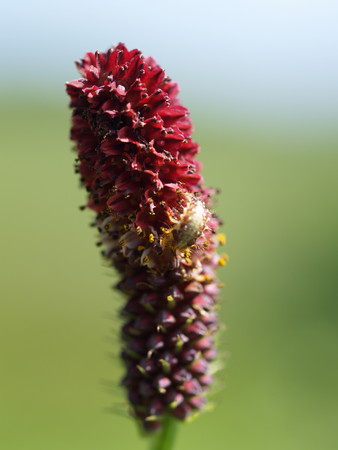 f:id:sn1nsmr:20080807103456j:image