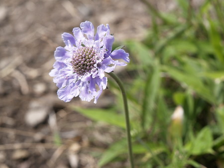 f:id:sn1nsmr:20080807142230j:image