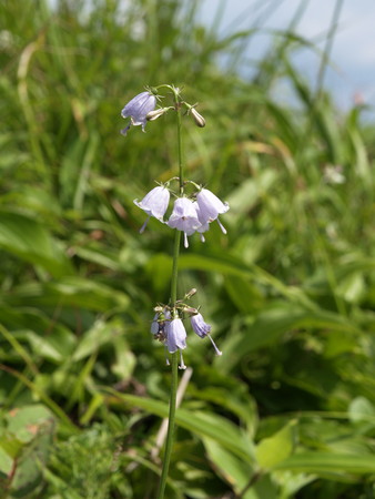 f:id:sn1nsmr:20080807143404j:image