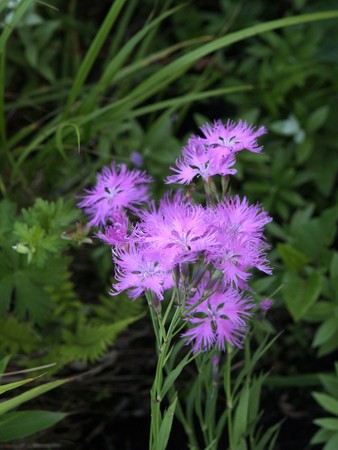 f:id:sn1nsmr:20080807145648j:image