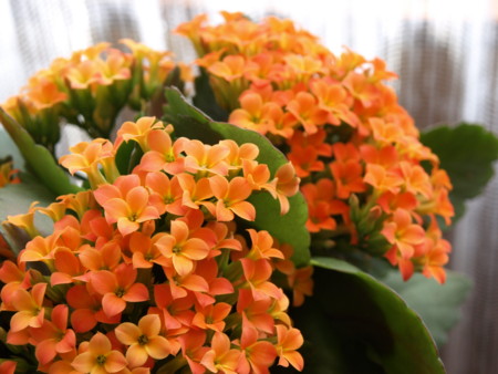 f:id:sn1nsmr:20090301125313j:image