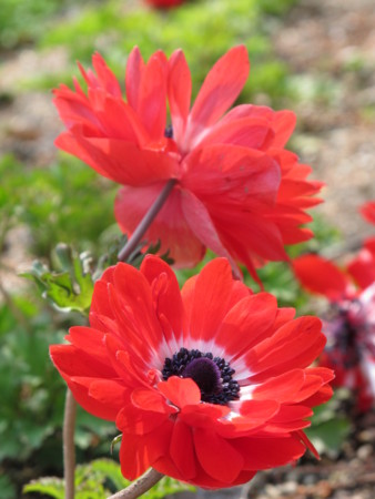 f:id:sn1nsmr:20100403112207j:image f:id:sn1nsmr:20100403112207j:image