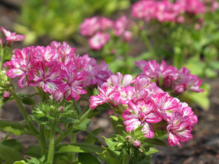 f:id:sn1nsmr:20100403112424j:image f:id:sn1nsmr:20100403112424j:image