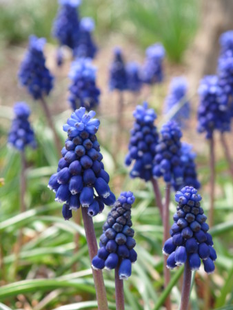 f:id:sn1nsmr:20100403113239j:image f:id:sn1nsmr:20100403113239j:image