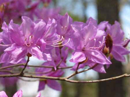 f:id:sn1nsmr:20100403115109j:image f:id:sn1nsmr:20100403115109j:image