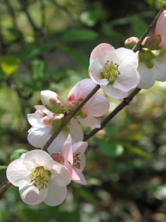 f:id:sn1nsmr:20100403120845j:image f:id:sn1nsmr:20100403120845j:image