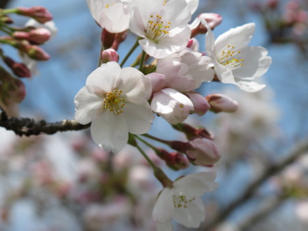 f:id:sn1nsmr:20100403123034j:image f:id:sn1nsmr:20100403123034j:image