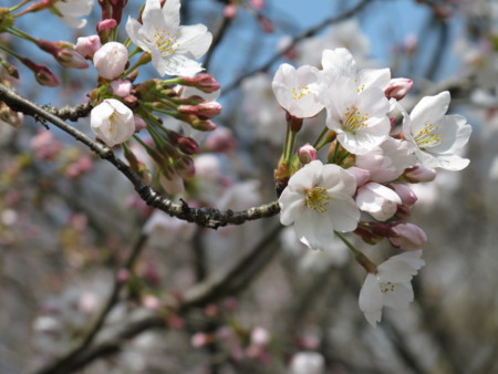 f:id:sn1nsmr:20100403123132j:image f:id:sn1nsmr:20100403123132j:image