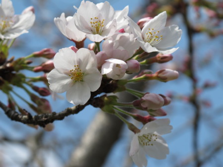 f:id:sn1nsmr:20100403123653j:image f:id:sn1nsmr:20100403123653j:image