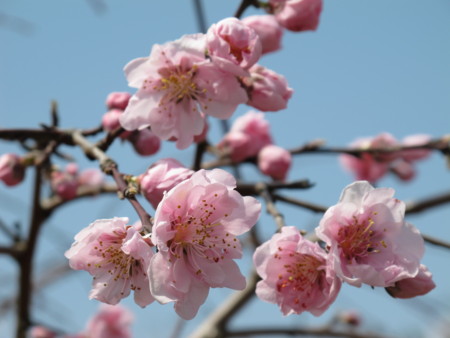 f:id:sn1nsmr:20100403123923j:image f:id:sn1nsmr:20100403123923j:image