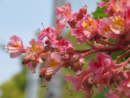 f:id:sn1nsmr:20100504132928j:image