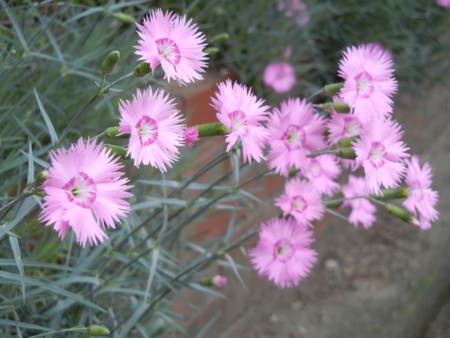 f:id:sn1nsmr:20110515124930j:image