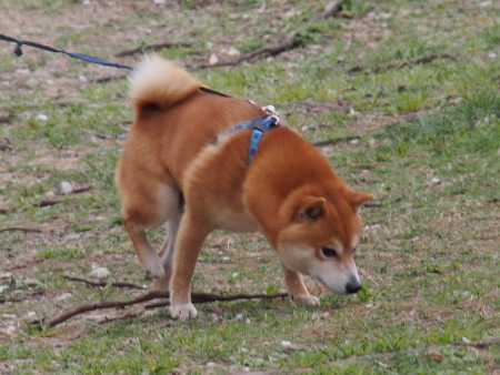 f:id:sn1nsmr:20130331200520j:image f:id:sn1nsmr:20130331200520j:image